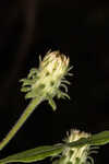 Climbing aster